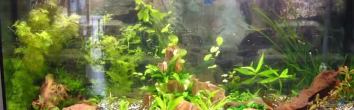 260l Süsswasser Gesellschaftsbecken von DanBri