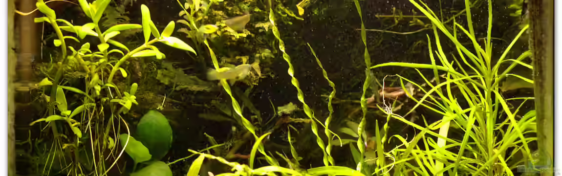 30 Liter Tiger und Garnelen von hotwheelz