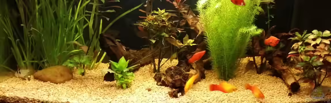 31423 Lateinamerika von Patric Miedtank