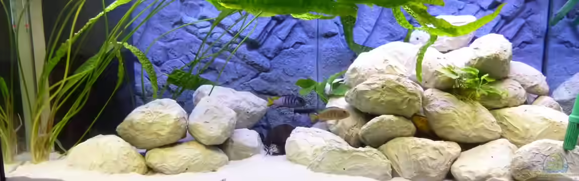 325 l Malawibecken von Christoph Winter