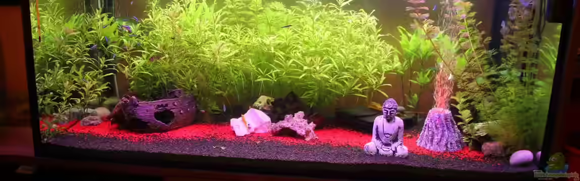 350l Gesellschaftsbecken von Chaos Master