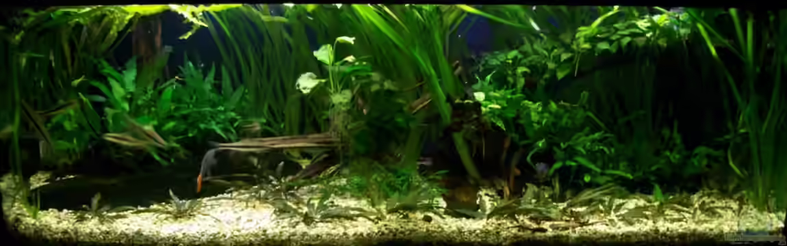 375l Asien - Borneo/Sumatra von Tom Rudolph