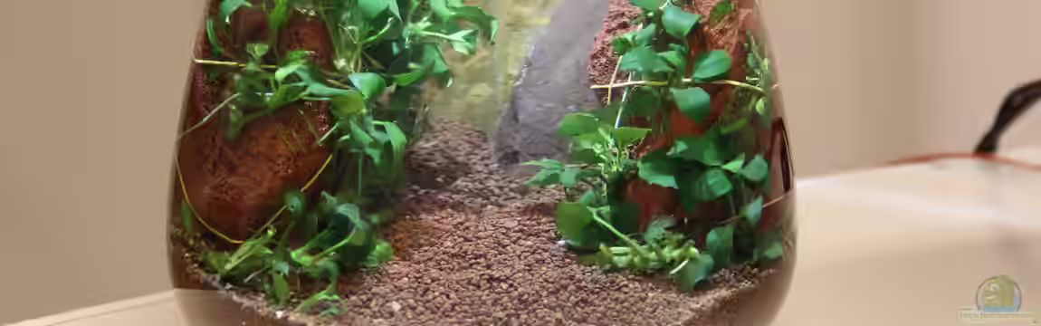 4-Liter Vase (aufgelöst) von c-th