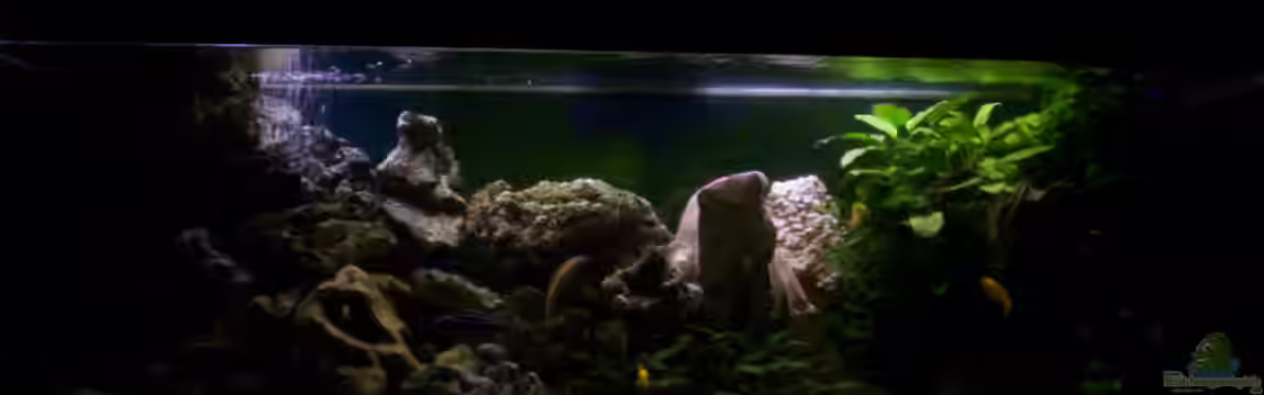 400L Malawi von Niko P.