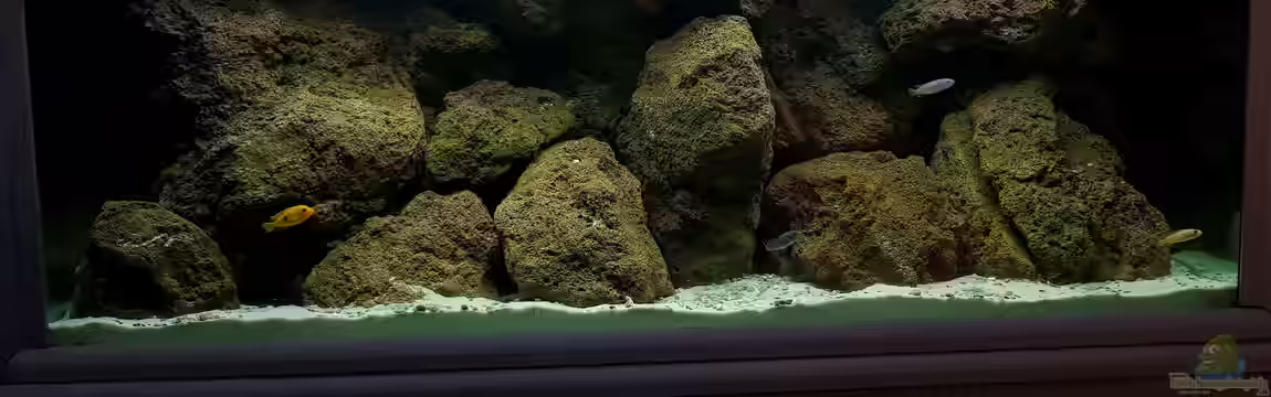 420l Mbuna von Venustus