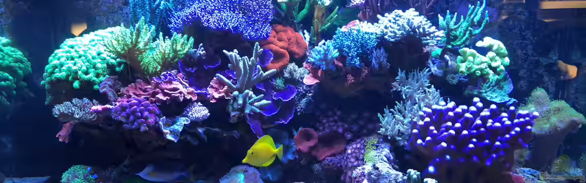 430l Riff mit Glasschrank von Brookshaw