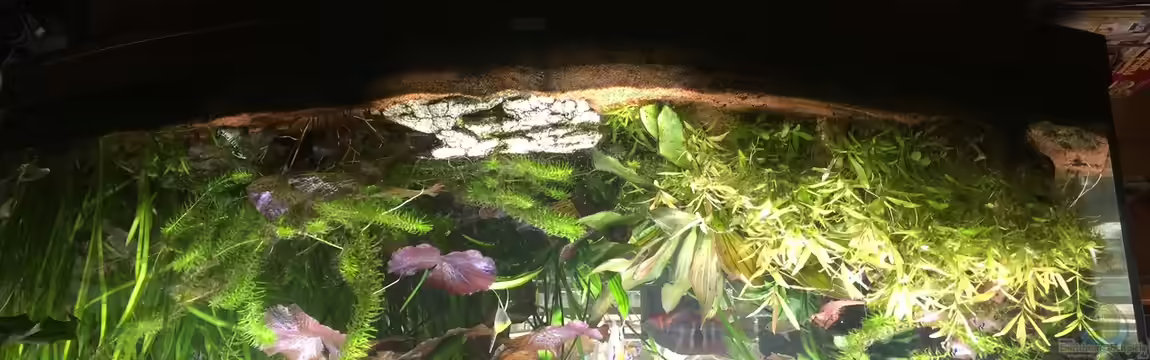 450 Liter Gesellschaftsbecken Süßwasser von Thomas Bachl