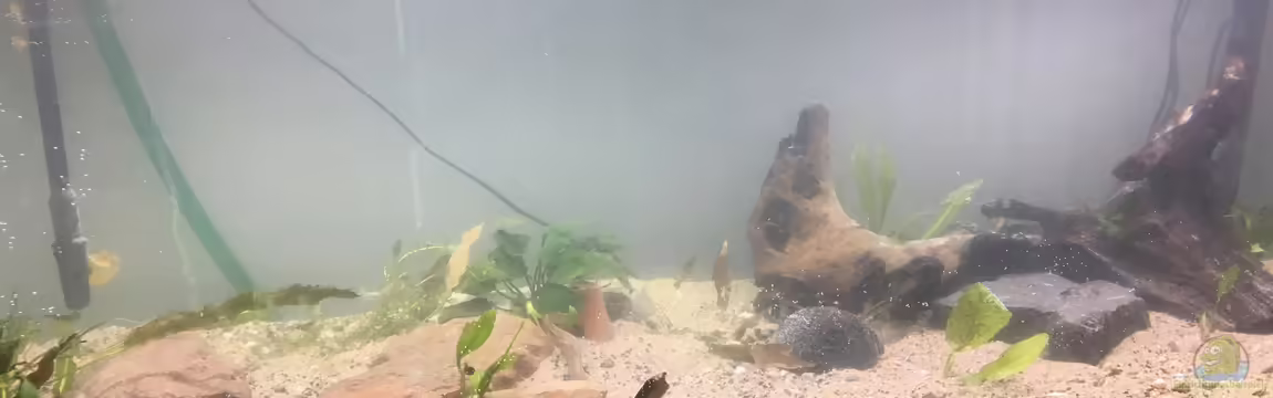 450l Gesellschaftsbecken von LaTun