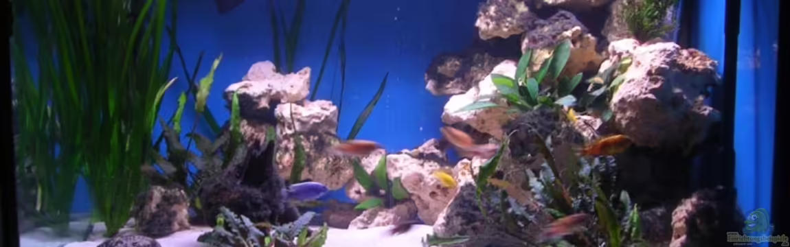 480l Malawiaquarium von Felix Pahs