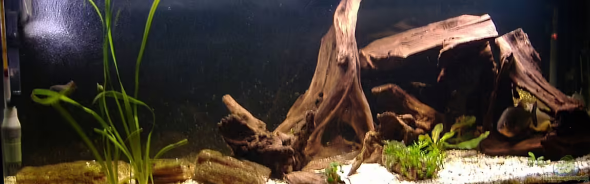 480L Piranha Naturbecken von Sekman