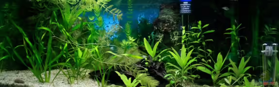 54 Liter Aufzucht von blubba123