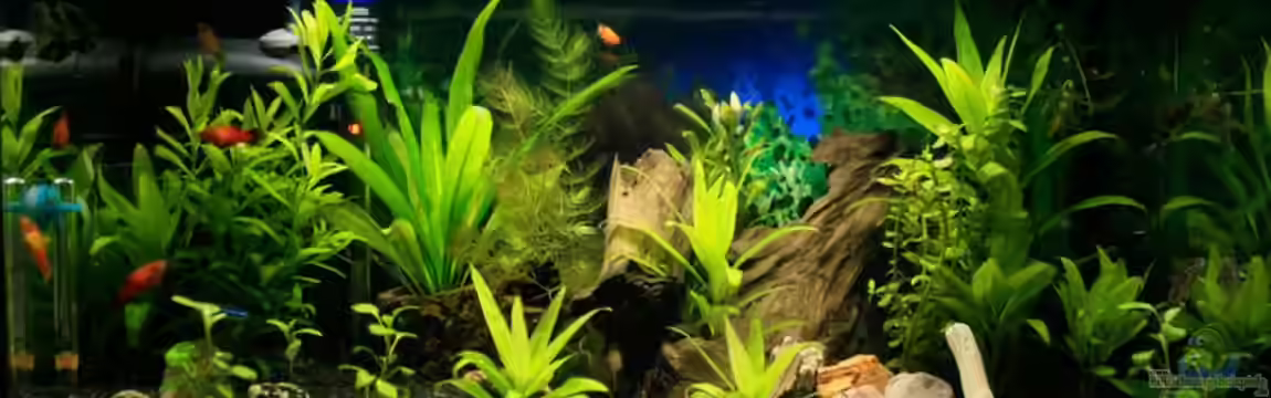 54 Liter von blubba123