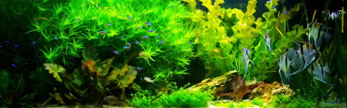 540L Gesellschaftsbecken von Deeplink