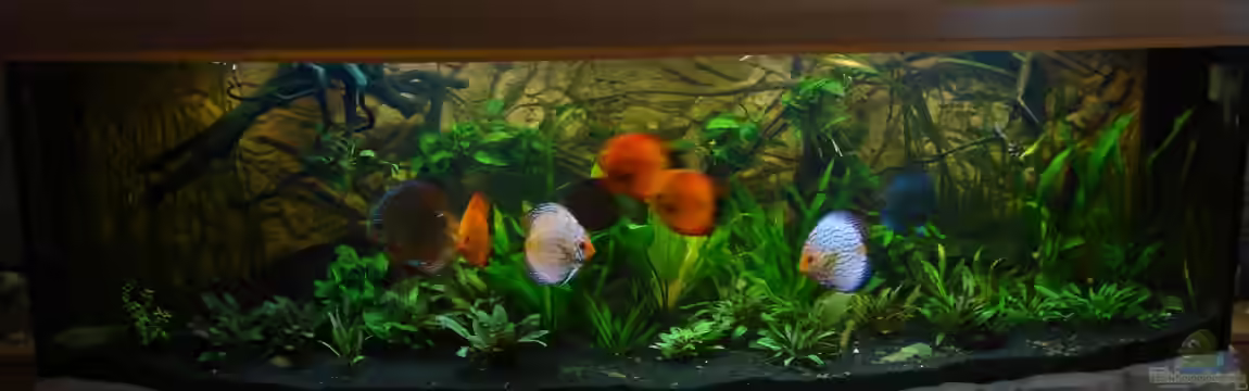 600L Diskusbecken von matze70