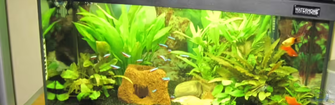 60er Becken von Streaknet