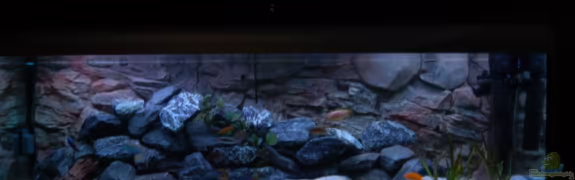 720 Malawi Mischbecken - nicht mehr existent von Calimero