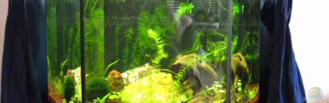 80l 6-eck Aquarium von DanBri