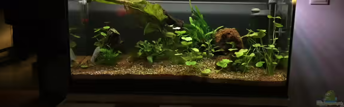 96er von Jockelberryfin