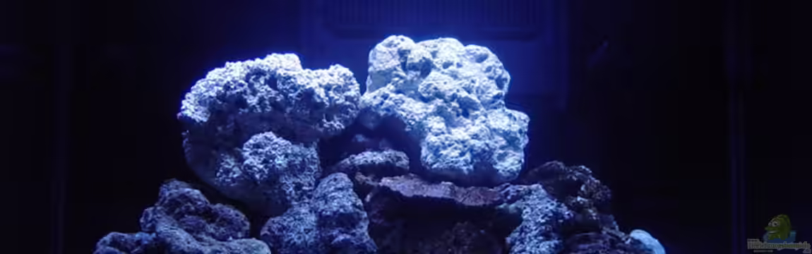 A Piece of Reef Obsolete von The_Lizardking