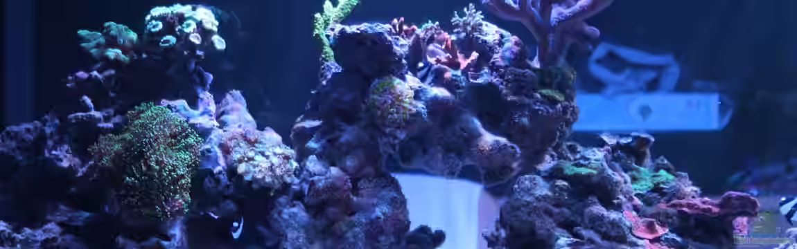 A touch of Dream von OperatorD