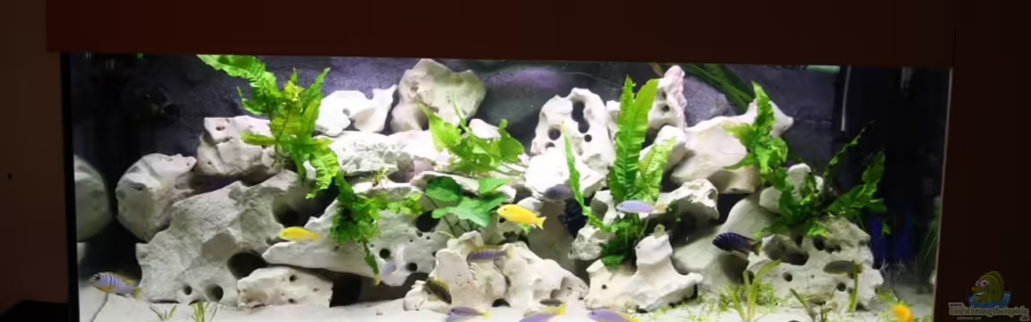 @ce`s 325 L von African  Guy