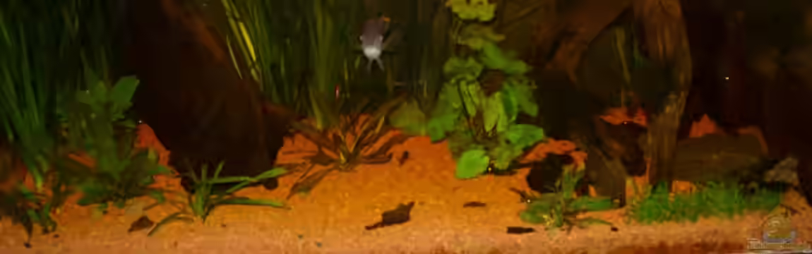 Aequidens rivulatus von Stefan Kinter