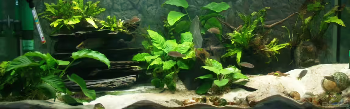 Aestuarium Tanganicanum von Algernon