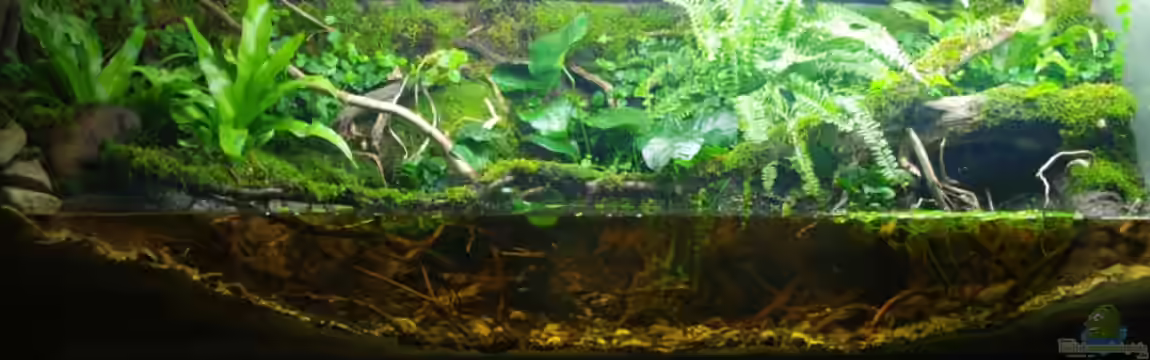 African Stream von gkr123