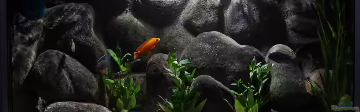 Afrika im Glas von boffix