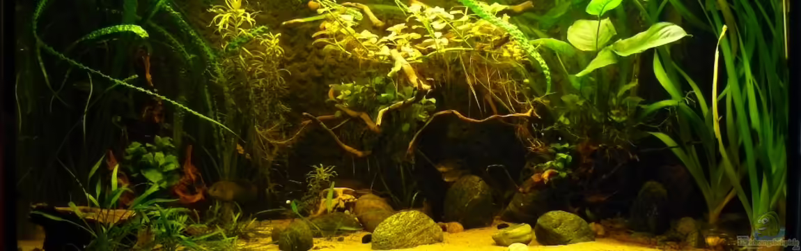 afrikanische Raritätensammlung von Romulus71