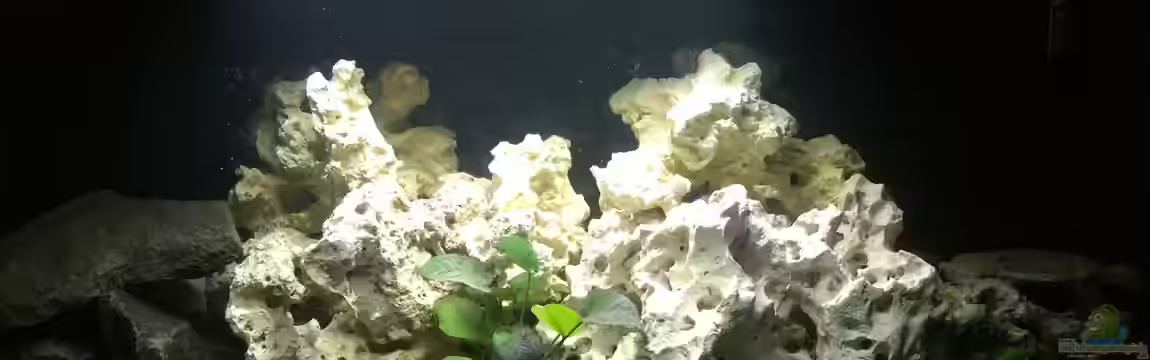 Alex's Malawiaquarium von Alexbj93