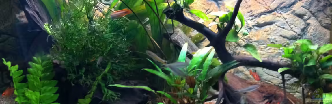 Algen wachsen am besten / von Aquarianer Rü