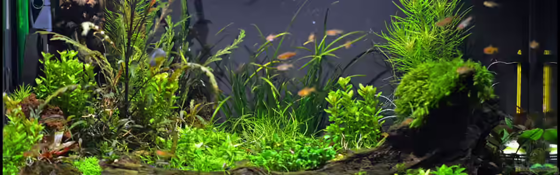 Allerlei Kleinbleibendes von Tuduhi