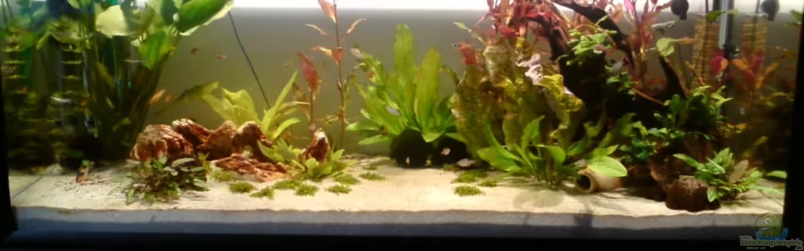 Alles neu, macht der ... JUNI von Still