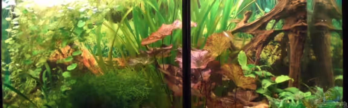 Altes Barschbecken von Inot