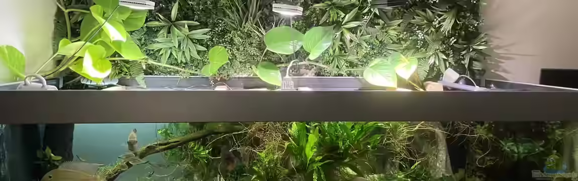 Altifrons (aufgelöst (Fische sind umgezogen) von JonnyGranato