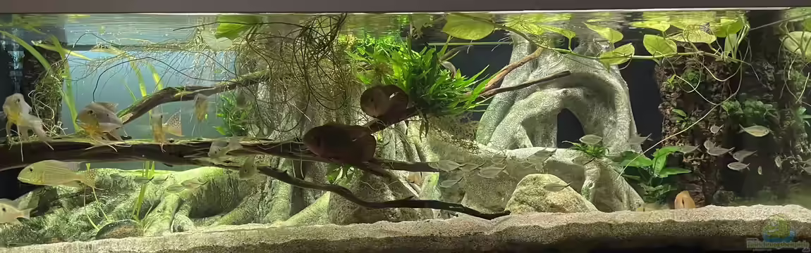 Altifrons von JonnyGranato