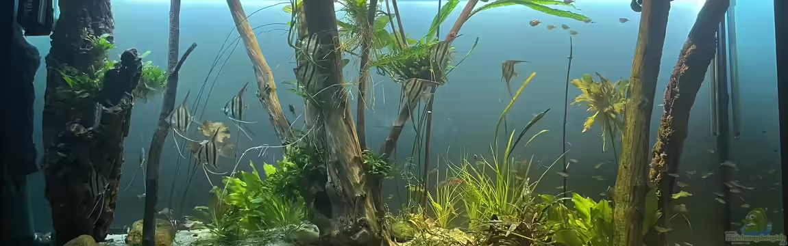 Altum Atabapo von JonnyGranato