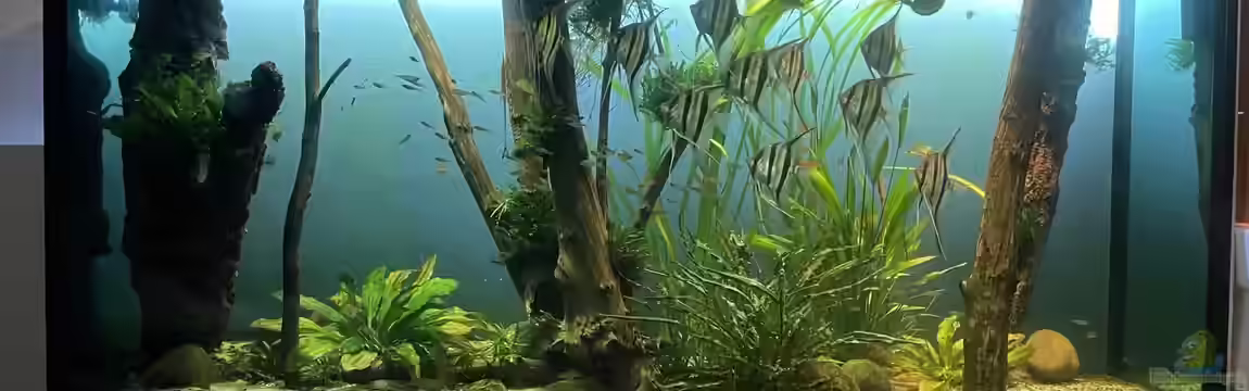 Altum Atabapo von JonnyGranato