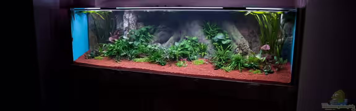 Altum und Diskus von Benjamin Daum