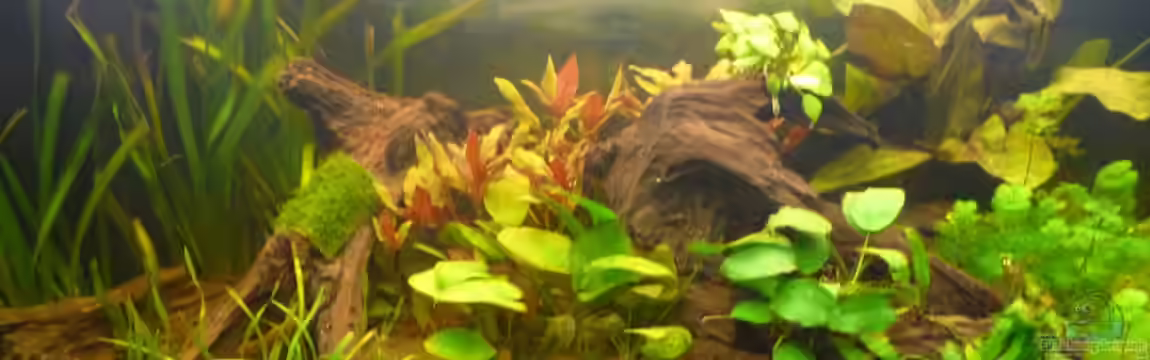 Am Grunde des Sees von Cpt Frischgemüse