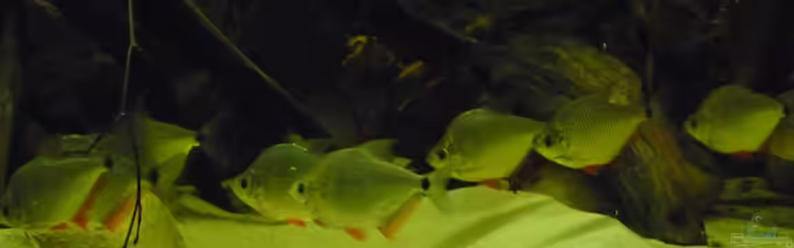 Amazon Deadwood Nur noch als Beispiel von DerImperator