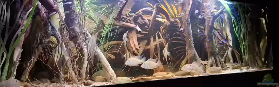 Amazonas - Wasserwelt von Agua viva