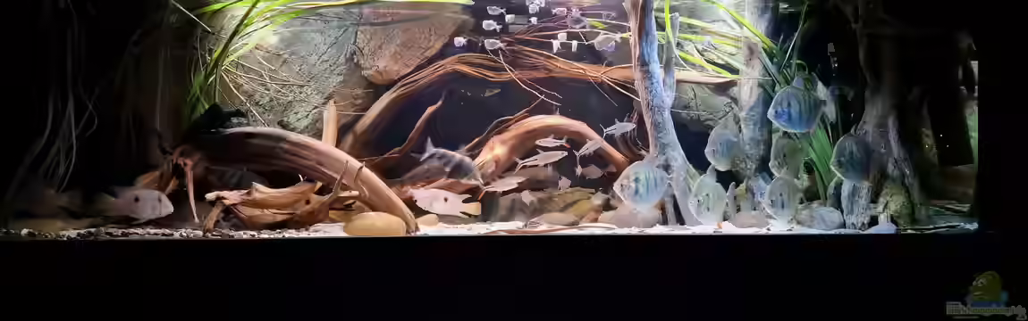 Amazonas - Wasserwelt von Agua viva