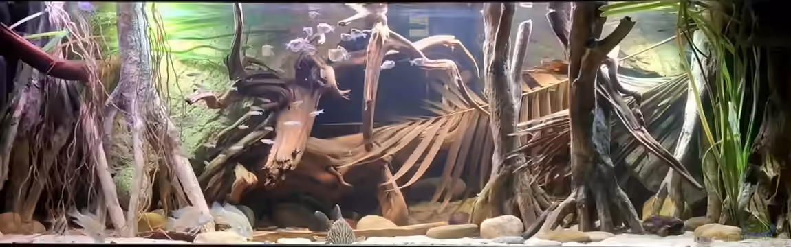 Amazonas - Wasserwelt von Agua viva