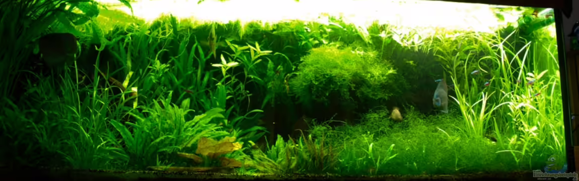 Amazonas  nur noch Beispiel von peaches