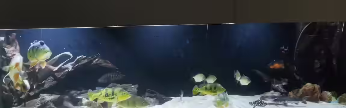 Amazonas 4500l von Fritz Gartner