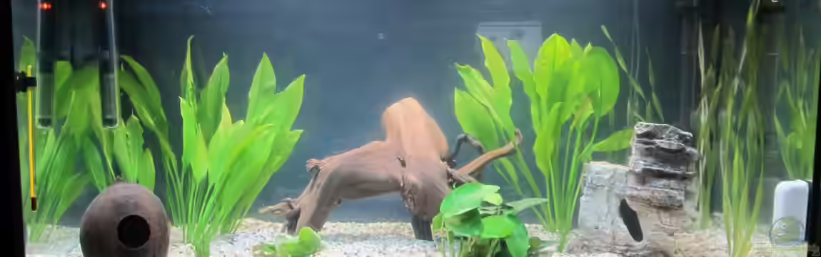 Amazonas Becken von Alex B.