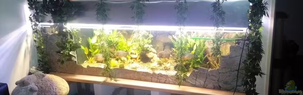 Amazonas Becken von Serrasalmus nattereri