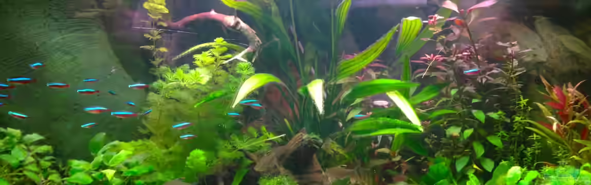 Amazonas Delta ( nur noch als Beispiel ) von Michel